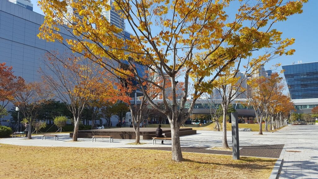 Autumn leaves outside the Busan Museum of Art